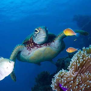 theme-sous-ocean-anniversaire-enfants Thème océanique pour une animation à domicile.